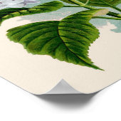 Botanische Printwerbung - Weißes Hydrangea Poster (Ecke)