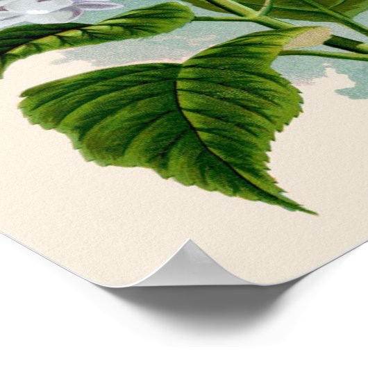 Botanische Printwerbung - Weißes Hydrangea Poster (Ecke)