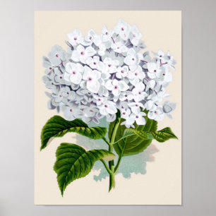 Botanische Printwerbung - Weißes Hydrangea Poster