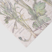 Botanische Ranunculus-Blumen-Blumenseidenpapier Seidenpapier (Detail)