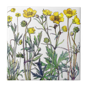 Botanische Ranunculus-Wildblumen-Blumen-Fliese Fliese