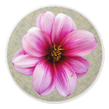 Botanische rosa Dahlie-Blume auf irgendeiner Farbe