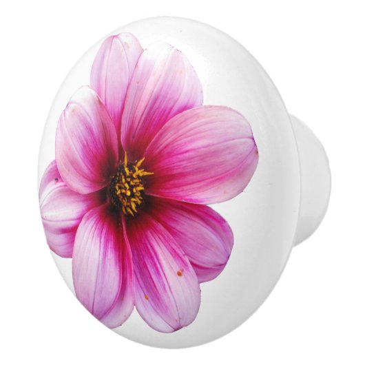 Botanische rosa Dahlie-Blume auf irgendeiner Farbe Keramikknauf (Rechts)