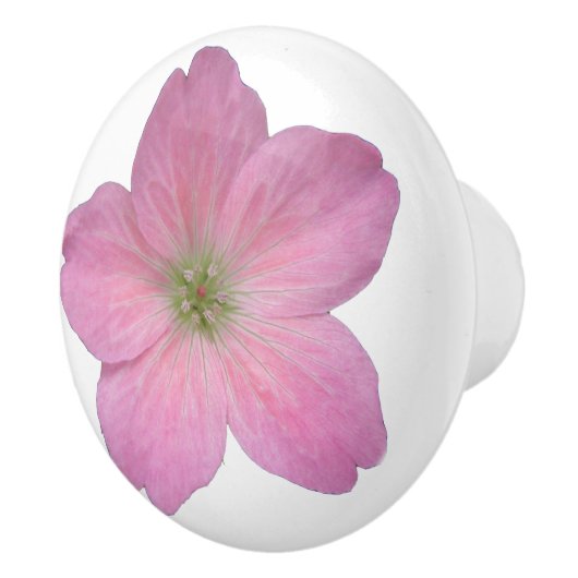 Botanische rosa Pelargonie-Blume auf irgendeiner Keramikknauf (Rechts)