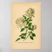Botanische Rose - Bourbon Poster (Vorne)