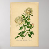 Botanische Rose - Bourbon