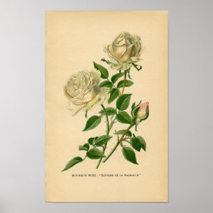 Botanische Rose - Bourbon Poster