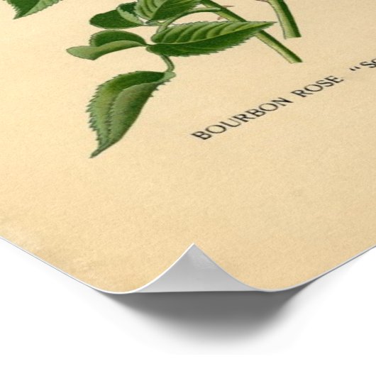 Botanische Rose - Bourbon Poster (Ecke)