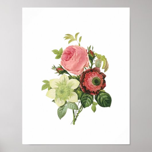 Botanische Rose Clementis Anemone Redoute Poster (Vorne)