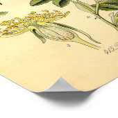 Botanische Rose - Hunde (Rosa Canina) Poster (Ecke)