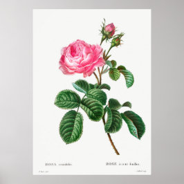 Botanische Rose Poster