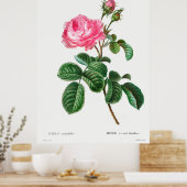 Botanische Rose Poster (Küche)