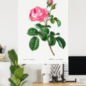 Botanische Rose Poster (Heimbüro)