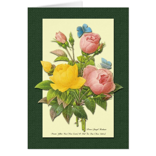 Botanische Rose Rosa und Gelb Art Card (Vorne)