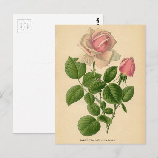 Botanische Rose - Tee Postkarte (Vorne/Hinten)