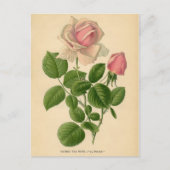 Botanische Rose - Tee Postkarte (Vorderseite)