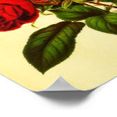 Botanische Rote Rose Poster (Ecke)