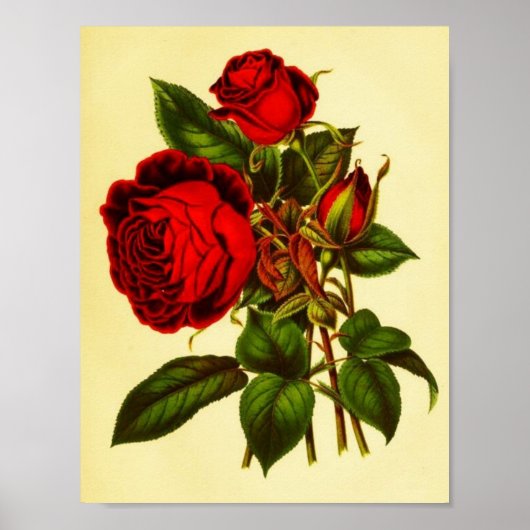 Botanische Rote Rose Poster (Vorne)