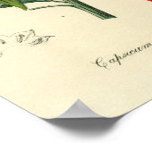 Botanische Schrift - Chili - Capsicum jährlich Poster (Ecke)