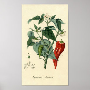 Botanische Schrift - Chili - Capsicum jährlich Poster