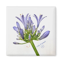 Botanische Schrift - Die Lüge des Nils