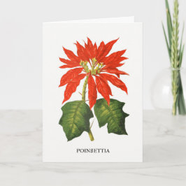 Botanische Schrift Poinsettia Feiertagskarte