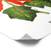 Botanische Schrift Poinsettia Poster (Ecke)