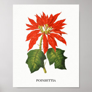 Botanische Schrift Poinsettia Poster