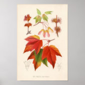 Botanische Schrift - Roter Ahorn (Acer rubrum) Poster (Vorne)