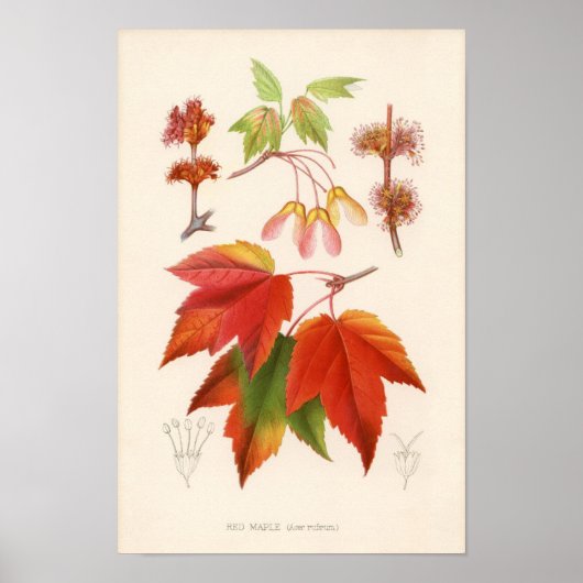 Botanische Schrift - Roter Ahorn (Acer rubrum) Poster (Vorne)