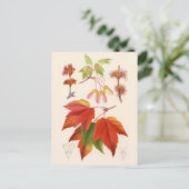 Botanische Schrift - Roter Ahorn (Acer rubrum) Postkarte (Stehend Vorderseite)