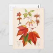 Botanische Schrift - Roter Ahorn (Acer rubrum) Postkarte (Vorne/Hinten)