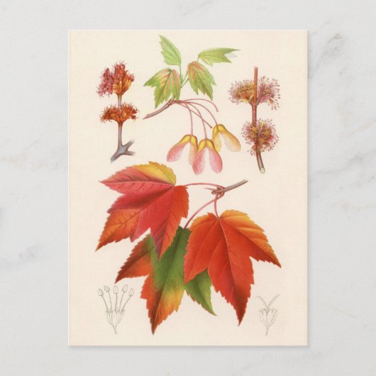 Botanische Schrift - Roter Ahorn (Acer rubrum) Postkarte (Vorderseite)