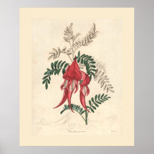 Botanische Schrift "Sturts Desert Pea" Poster