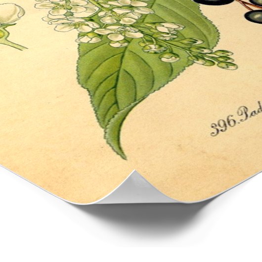 Botanische Schrift - Vogelkirsche (Padus avium) Poster (Ecke)
