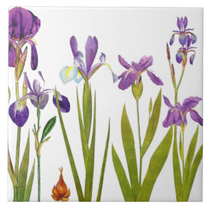 Botanische Schwertlilien-Blumen Redoute Blumengart Fliese