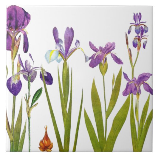 Botanische Schwertlilien-Blumen Redoute Blumengart Fliese (Vorderseite)