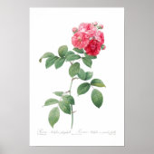 BOTANISCHE "SIEBEN SISTERS ROSE" REDOUTÉ POSTER (Vorne)