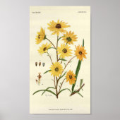 Botanische Sonnenblume Poster (Vorne)