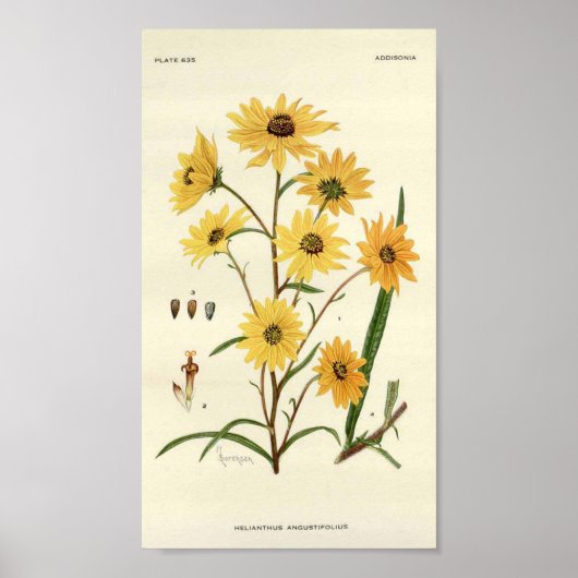 Botanische Sonnenblume Poster (Vorne)