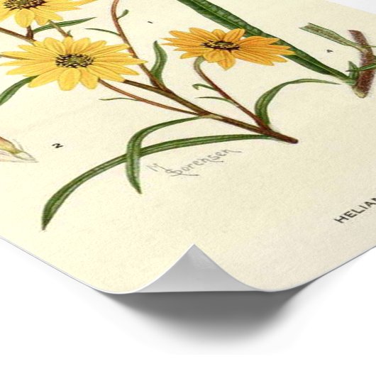 Botanische Sonnenblume Poster (Ecke)