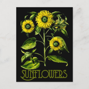 Botanische Sonnenblumen Dusky Postkarte 2