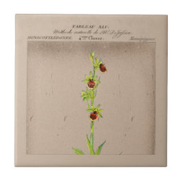 Botanische Spinne Orchid Keramik Tile Fliese