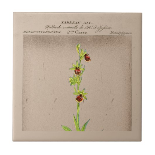 Botanische Spinne Orchid Keramik Tile Fliese (Vorderseite)