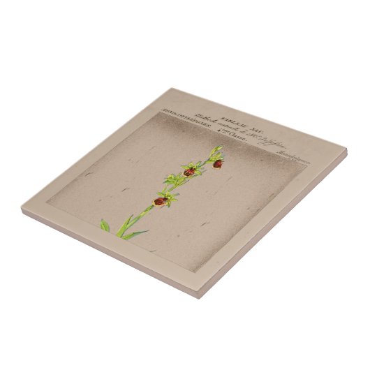 Botanische Spinne Orchid Keramik Tile Fliese (Seite)