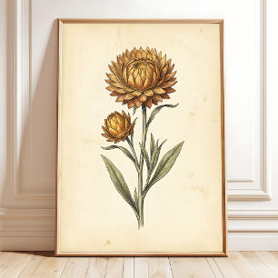 Botanische Strohblumen-Wandkunst Poster