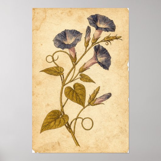 Botanische Studie der Prunkwinde auf Elfenbein Poster (Vorne)