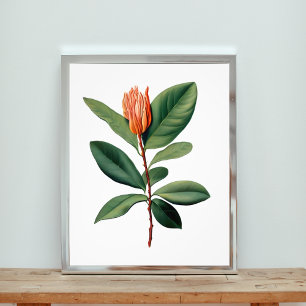 Botanische Studie einer Orangen-Blume Fotodruck