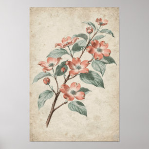 Botanische Studie eines Hartriegelblütenzweigs Poster