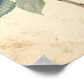 Botanische Studie eines Holunderzweigs Poster (Ecke)